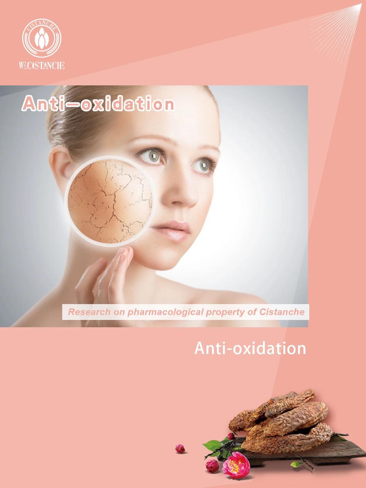 anti-oxidation of cistanche