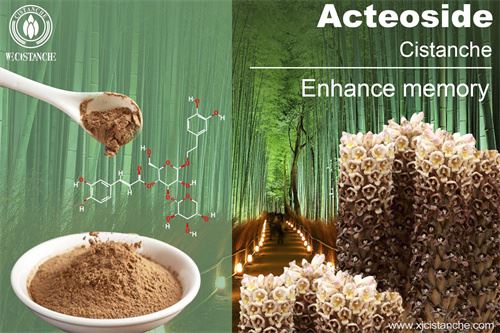 cistanche enhance memory cistanche enhance memory