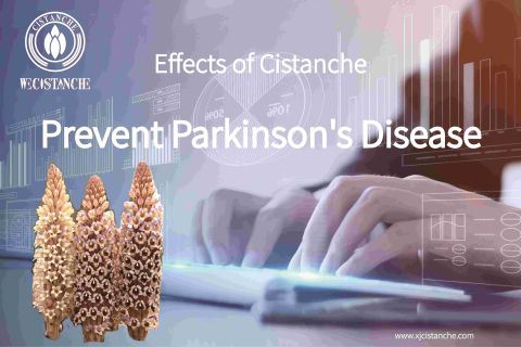 Cistanche has very good neuroprotective effect