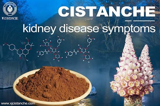 Cistanche is good for kidney Cistanche is good for kidney