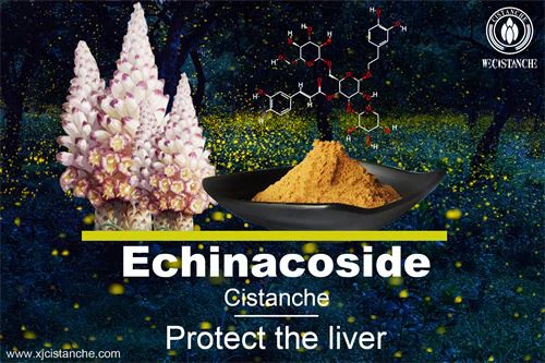 cistanche as Chinese herb medicine,can prevent liver and lung.