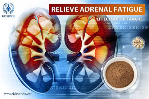 effects of cistanche：relieve adrenal fatigue