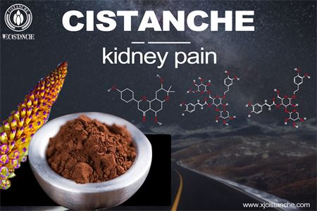cistanche-kidney pain-3(27) cistanche-kidney pain-3(27)