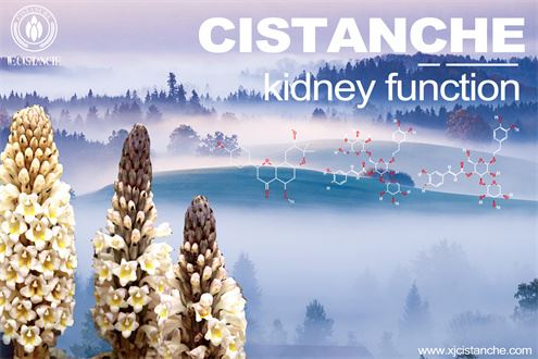 effects of cistanche effects of cistanche