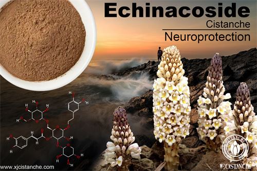 cistanche reviews on the effects of neuroprotection