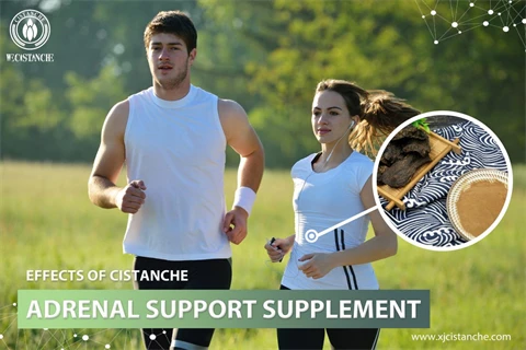 effects of cistanche nedir：adrenal support supplement