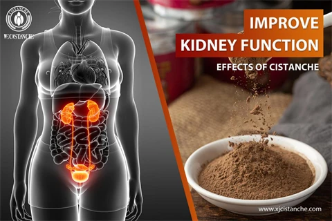 effects of cistanche tubulosa reddit：improve kidney function5