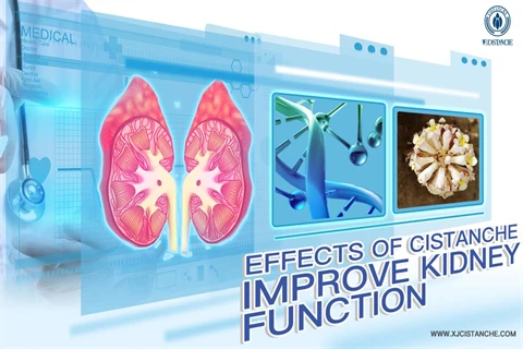 effects of cistanche：improve kidney function
