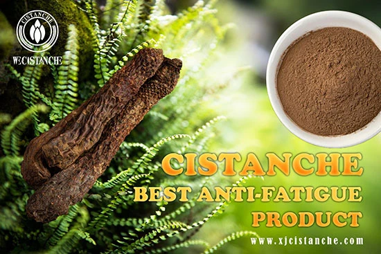 anti-fatigue function cistanche  (18)
