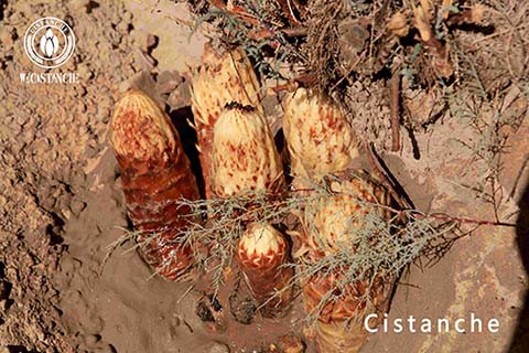 Cistanche for improving testosterone