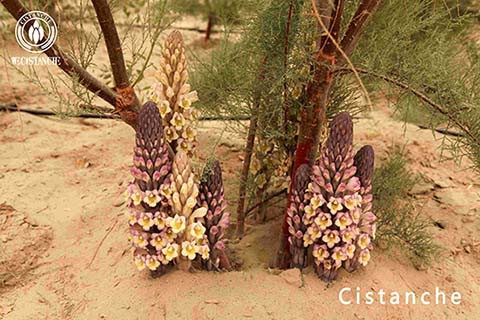 Cistanche for improving testosterone