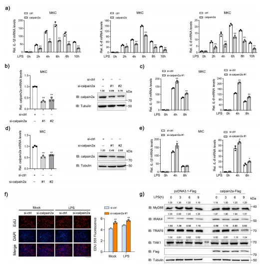 Fig. 2 calpain2a negative regulates LPS-induced NF-κB Signaling Pathway. an IL-1β, IL-8, and IL-6 mRNA in MKC transduced with calpain2a-Flag or empty vector and treated with saline (0) or challenged with LPS for various times (2 h, 4 h, 6 h, 8 h, 10 h) (n = 3 per group). b, d MKC cells and MIC cells were transfected with si-calpain2a #1 and si-calpain2a #2 (100 nM) or si-ctrl (100 nM). At 48 h post-transfection, calpain2a expression was measured by qRT PCR (n = 3 per group). The level of calpain2a protein was determined by Western blotting. c, e IL-1β, IL-8 mRNA in MKC and MIC stably transduced with si-calpain2a #1 or si-ctrl (control vector) and treated with saline (0) or challenged with LPS for various times (4 h, 8 h) (n = 3 per group). f MKC cells were transfected with either si-ctrl or si-calpain2a #1. At 36 h post-transfection, the cells were stimulated with LPS for 12 h, then cell proliferation assay was measured (n = 3 per group). Scale bar, 100 μm. g calpain2a-Flag was transfected into MKC cells which were challenged with LPS at various times (3 h, 6 h, 9 h). Immunoblot analysis of cell lysates with indicated Abs. Relative mRNA level was normalized to the expression of the gene encoding β-actin in each sample. All experiments were performed in at least three independent experiments. Data were analyzed by two-way ANOVA (a, c, e, f) or one-way ANOVA (b, d). *p < 0.05, **p < 0.01. Fig. 2 calpain2a negative regulates LPS-induced NF-κB Signaling Pathway. an IL-1β, IL-8, and IL-6 mRNA in MKC transduced with calpain2a-Flag or empty vector and treated with saline (0) or challenged with LPS for various times (2 h, 4 h, 6 h, 8 h, 10 h) (n = 3 per group). b, d MKC cells and MIC cells were transfected with si-calpain2a #1 and si-calpain2a #2 (100 nM) or si-ctrl (100 nM). At 48 h post-transfection, calpain2a expression was measured by qRT PCR (n = 3 per group). The level of calpain2a protein was determined by Western blotting. c, e IL-1β, IL-8 mRNA in MKC and MIC stably transduced with si-calpain2a #1 or si-ctrl (control vector) and treated with saline (0) or challenged with LPS for various times (4 h, 8 h) (n = 3 per group). f MKC cells were transfected with either si-ctrl or si-calpain2a #1. At 36 h post-transfection, the cells were stimulated with LPS for 12 h, then cell proliferation assay was measured (n = 3 per group). Scale bar, 100 μm. g calpain2a-Flag was transfected into MKC cells which were challenged with LPS at various times (3 h, 6 h, 9 h). Immunoblot analysis of cell lysates with indicated Abs. Relative mRNA level was normalized to the expression of the gene encoding β-actin in each sample. All experiments were performed in at least three independent experiments. Data were analyzed by two-way ANOVA (a, c, e, f) or one-way ANOVA (b, d). *p < 0.05, **p < 0.01.
