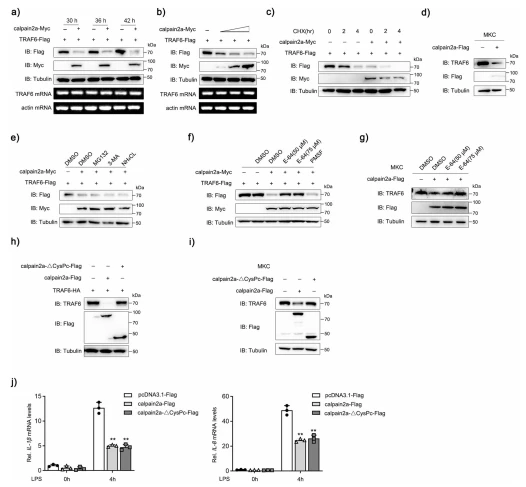 Fig. 4 calpain2a inhibits TRAF6 protein expression. a The time gradient experiment of empty vectors or calpain2a-Myc plasmids together with TRAF6- Flag was conducted in EPC cells. The cell lysates were subjected to IB with anti-Myc, anti-Flag, and anti–Tubulin Abs. RNA was extracted from cells and reverse transcribed, and then TRAF6 and actin were amplified by PCR primers. b EPC cells were seeded in 12-well plates overnight and co-transfected with TRAF6-Flag and calpain2a-Myc (0.3, 0.6, or 0.9 μg) for 48 h. The expression of TRAF6-Flag and calpain2a-Myc proteins was detected by Western blotting. RNA was extracted from cells and reverse transcribed, then TRAF6 and actin were amplified by PCR primers. c calpain2a-Myc or empty vectors were co-transfected with TRAF6-Flag into EPC cells. At 36 h post-transfection, the transfected cells were treated with cycloheximide (CHX) for 2 or 4 h. d MKC cells were transfected with calpain2a-Flag or empty vectors. At 48 h post-transfection, the cell lysates were subjected to IB with anti-TRAF6, anti-Flag, and anti-Tubulin Abs. e, f EPC cells were transfected with the indicated plasmids in the presence or absence of MG132, 3-MA, NH4CL, E-64 (50 or 75 μM), or PMSF for 6 h before immunoblot analysis was performed. g MKC cells were transfected with calpain2a-Flag in the presence or absence of E-64 (50 or 75 μM) for 6 h before immunoblot analysis was performed. h calpain2a-Flag and calpain2a-ΔCysPc-Flag were co-transfected with TRAF6-HA into EPC cells. At 48 h post-transfection, the cell lysates were subjected to IB with indicated Abs. I calpain2a-Flag and calpain2a-ΔCysPc-Flag were cotransfected into MKC cells. At 48 h post-transfection, the cell lysates were subjected to IB with anti-TRAF6, anti-Flag, and anti-Tubulin Abs. j IL-1β, IL-8 mRNA in MKC stably transduced with calpain2a-Flag and calpain2a-ΔCysPc-Flag and treated with saline (0) or challenged with LPS for 4 h (n = 3 per group). Relative mRNA level was normalized to the expression of the gene encoding β-actin in each sample. All experiments were performed in at least three independent experiments. Data were analyzed by two-way ANOVA (j). **p < 0.01. Fig. 4 calpain2a inhibits TRAF6 protein expression. a The time gradient experiment of empty vectors or calpain2a-Myc plasmids together with TRAF6- Flag was conducted in EPC cells. The cell lysates were subjected to IB with anti-Myc, anti-Flag, and anti–Tubulin Abs. RNA was extracted from cells and reverse transcribed, and then TRAF6 and actin were amplified by PCR primers. b EPC cells were seeded in 12-well plates overnight and co-transfected with TRAF6-Flag and calpain2a-Myc (0.3, 0.6, or 0.9 μg) for 48 h. The expression of TRAF6-Flag and calpain2a-Myc proteins was detected by Western blotting. RNA was extracted from cells and reverse transcribed, then TRAF6 and actin were amplified by PCR primers. c calpain2a-Myc or empty vectors were co-transfected with TRAF6-Flag into EPC cells. At 36 h post-transfection, the transfected cells were treated with cycloheximide (CHX) for 2 or 4 h. d MKC cells were transfected with calpain2a-Flag or empty vectors. At 48 h post-transfection, the cell lysates were subjected to IB with anti-TRAF6, anti-Flag, and anti-Tubulin Abs. e, f EPC cells were transfected with the indicated plasmids in the presence or absence of MG132, 3-MA, NH4CL, E-64 (50 or 75 μM), or PMSF for 6 h before immunoblot analysis was performed. g MKC cells were transfected with calpain2a-Flag in the presence or absence of E-64 (50 or 75 μM) for 6 h before immunoblot analysis was performed. h calpain2a-Flag and calpain2a-ΔCysPc-Flag were co-transfected with TRAF6-HA into EPC cells. At 48 h post-transfection, the cell lysates were subjected to IB with indicated Abs. I calpain2a-Flag and calpain2a-ΔCysPc-Flag were cotransfected into MKC cells. At 48 h post-transfection, the cell lysates were subjected to IB with anti-TRAF6, anti-Flag, and anti-Tubulin Abs. j IL-1β, IL-8 mRNA in MKC stably transduced with calpain2a-Flag and calpain2a-ΔCysPc-Flag and treated with saline (0) or challenged with LPS for 4 h (n = 3 per group). Relative mRNA level was normalized to the expression of the gene encoding β-actin in each sample. All experiments were performed in at least three independent experiments. Data were analyzed by two-way ANOVA (j). **p < 0.01.