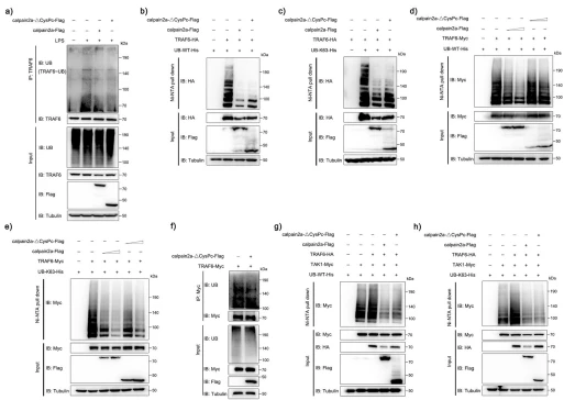 Fig. 5 calpain2a inhibits TRAF6 ubiquitin-ligase activity. a Ubiquitination of endogenous TRAF6 in MKC cells transduced with calpain2a-Flag and calpain2a-ΔCysPc-Flag and unchallenged (−) or challenged with LPS (+), assessed by immunoblot analysis with anti-ubiquitin after immunoprecipitation with anti-TRAF6 and input immunoblot analysis with indicated Abs. b, c HEK293 cells were cotransfected with TRAF6-HA and WT-ubiquitin-His or K63O ubiquitin-His (in which only lysine 63 is kept) together with calpain2a-Flag, calpain2a-ΔCysPc-Flag or empty vector. After 24 h post-transfection, the cells were lysed and purified with Ni-NTA agarose. d, e HEK293 cells were cotransfected with TRAF6-HA and WT-ubiquitin-His or K63O-ubiquitin-His (in which only lysine 63 is kept) together with calpain2a-Flag (0.5 μg, 1 μg), calpain2a-ΔCysPc-Flag (0.5 μg, 1 μg) or empty vector. After 24 h post-transfection, the cells were lysed and purified with Ni-NTA agarose. f Ubiquitination of overexpressed TRAF6 in MKC cells transduced with calpain2a-ΔCysPc-Flag, assessed by immunoblot analysis with anti-ubiquitin after immunoprecipitation with anti-Myc and input immunoblot analysis with indicated Abs. g, h HEK293 cells were cotransfected with TAK1-Myc, TRAF6-HA, and WT-ubiquitin-His or K63O-ubiquitin-His (in which only lysine 63 is kept) together with calpain2a-Flag, calpain2a-ΔCysPc-Flag or empty vector. After 24 h post-transfection, the cells were lysed and purified with Ni-NTA agarose. All the immunoprecipitates and input immunoblot analysis with anti-Myc, anti-Flag, anti-HA, and anti-Tubulin Abs. All experiments were performed in at least three independent experiments. Fig. 5 calpain2a inhibits TRAF6 ubiquitin-ligase activity. a Ubiquitination of endogenous TRAF6 in MKC cells transduced with calpain2a-Flag and calpain2a-ΔCysPc-Flag and unchallenged (−) or challenged with LPS (+), assessed by immunoblot analysis with anti-ubiquitin after immunoprecipitation with anti-TRAF6 and input immunoblot analysis with indicated Abs. b, c HEK293 cells were cotransfected with TRAF6-HA and WT-ubiquitin-His or K63O ubiquitin-His (in which only lysine 63 is kept) together with calpain2a-Flag, calpain2a-ΔCysPc-Flag or empty vector. After 24 h post-transfection, the cells were lysed and purified with Ni-NTA agarose. d, e HEK293 cells were cotransfected with TRAF6-HA and WT-ubiquitin-His or K63O-ubiquitin-His (in which only lysine 63 is kept) together with calpain2a-Flag (0.5 μg, 1 μg), calpain2a-ΔCysPc-Flag (0.5 μg, 1 μg) or empty vector. After 24 h post-transfection, the cells were lysed and purified with Ni-NTA agarose. f Ubiquitination of overexpressed TRAF6 in MKC cells transduced with calpain2a-ΔCysPc-Flag, assessed by immunoblot analysis with anti-ubiquitin after immunoprecipitation with anti-Myc and input immunoblot analysis with indicated Abs. g, h HEK293 cells were cotransfected with TAK1-Myc, TRAF6-HA, and WT-ubiquitin-His or K63O-ubiquitin-His (in which only lysine 63 is kept) together with calpain2a-Flag, calpain2a-ΔCysPc-Flag or empty vector. After 24 h post-transfection, the cells were lysed and purified with Ni-NTA agarose. All the immunoprecipitates and input immunoblot analysis with anti-Myc, anti-Flag, anti-HA, and anti-Tubulin Abs. All experiments were performed in at least three independent experiments.