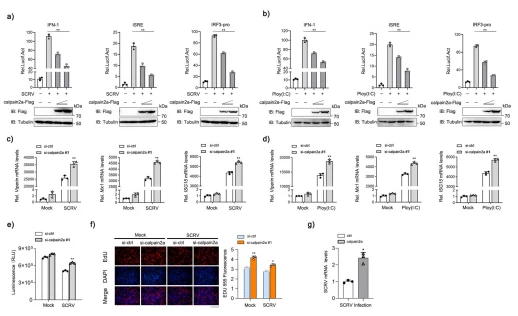 Fig. 8 calpain2a inhibits SCRV- or Poly(I: C)-induced IFN activation. a b EPC cells were transfected with different concentrations of calpain2a-Flag or empty vector together with the IFN-1, ISRE, and IRF3-pro luciferase reporters. At 24 h post-transfection, cells were mock-infected or infected with SCRV or Poly(I: C) for 12 h (n = 3 per group). Western blot analysis was used to measure the expression of transiently transfected calpain2a-Flag. The expression of Tubulin was used as a loading control. c, d Viperin, Mx1, ISG15 mRNA in MKC stably transduced with si-calpain2a #1 or si-ctrl (control vector) and treated with saline (0) or challenged with SCRV or Poly(I: C) for 24 h. Relative mRNA level was normalized to the expression of the gene encoding β-actin in each sample (n = 3 per group). e, f MKC cells were transfected with either si-ctrl or si-calpain2a #1. At 24 h post-transfection, the cells were stimulated with SCRV for 24 h, then cell viability assay and cell proliferation assay were measured (n = 3 per group). Scale bar, 100 μm. g MKC cells were transfected with calpain2a-Flag or pcDNA3.1, then infected with SCRV for 24 h (n = 3 per group). The qRT-PCR analysis was conducted for intracellular and supernatant SCRV RNA expression. All experiments were performed in at least three independent experiments. Data were analyzed by one-way ANOVA (a, b), two-way ANOVA (c, d, e, f), or two-tailed Student's t-test (g). *p < 0.05, **p < 0.01. Fig. 8 calpain2a inhibits SCRV- or Poly(I: C)-induced IFN activation. a b EPC cells were transfected with different concentrations of calpain2a-Flag or empty vector together with the IFN-1, ISRE, and IRF3-pro luciferase reporters. At 24 h post-transfection, cells were mock-infected or infected with SCRV or Poly(I: C) for 12 h (n = 3 per group). Western blot analysis was used to measure the expression of transiently transfected calpain2a-Flag. The expression of Tubulin was used as a loading control. c, d Viperin, Mx1, ISG15 mRNA in MKC stably transduced with si-calpain2a #1 or si-ctrl (control vector) and treated with saline (0) or challenged with SCRV or Poly(I: C) for 24 h. Relative mRNA level was normalized to the expression of the gene encoding β-actin in each sample (n = 3 per group). e, f MKC cells were transfected with either si-ctrl or si-calpain2a #1. At 24 h post-transfection, the cells were stimulated with SCRV for 24 h, then cell viability assay and cell proliferation assay were measured (n = 3 per group). Scale bar, 100 μm. g MKC cells were transfected with calpain2a-Flag or pcDNA3.1, then infected with SCRV for 24 h (n = 3 per group). The qRT-PCR analysis was conducted for intracellular and supernatant SCRV RNA expression. All experiments were performed in at least three independent experiments. Data were analyzed by one-way ANOVA (a, b), two-way ANOVA (c, d, e, f), or two-tailed Student's t-test (g). *p < 0.05, **p < 0.01.
