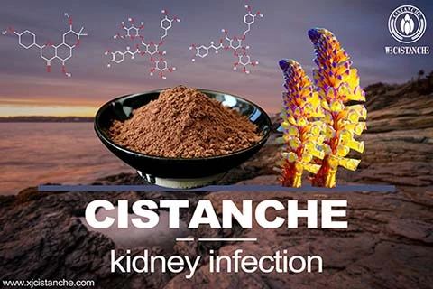 Cistanche-kidney infection-2(14)