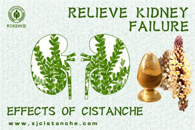 Cistanche Extract: avslöja hemligheterna i ökenens wellness elixir